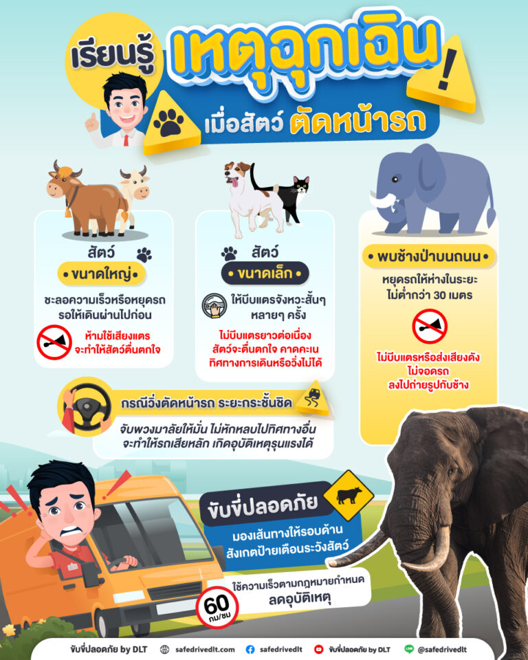 เหตุฉุกเฉิน สัตว์ตัดหน้ารถ หมาตัดหน้ารถ ขับขี่ปลอดภัย
